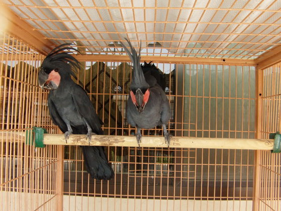 Black palm cockatoo Probosciger aterrimus Parrots  for sale whats-app +447361628210